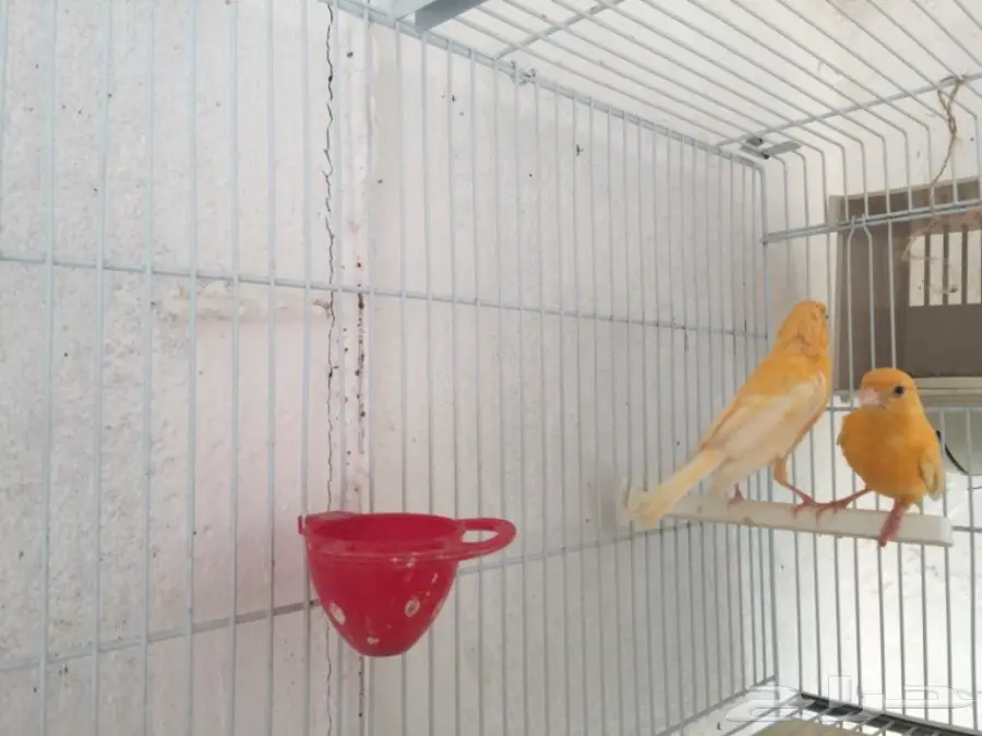 جوزين كناري سوري (image 6)