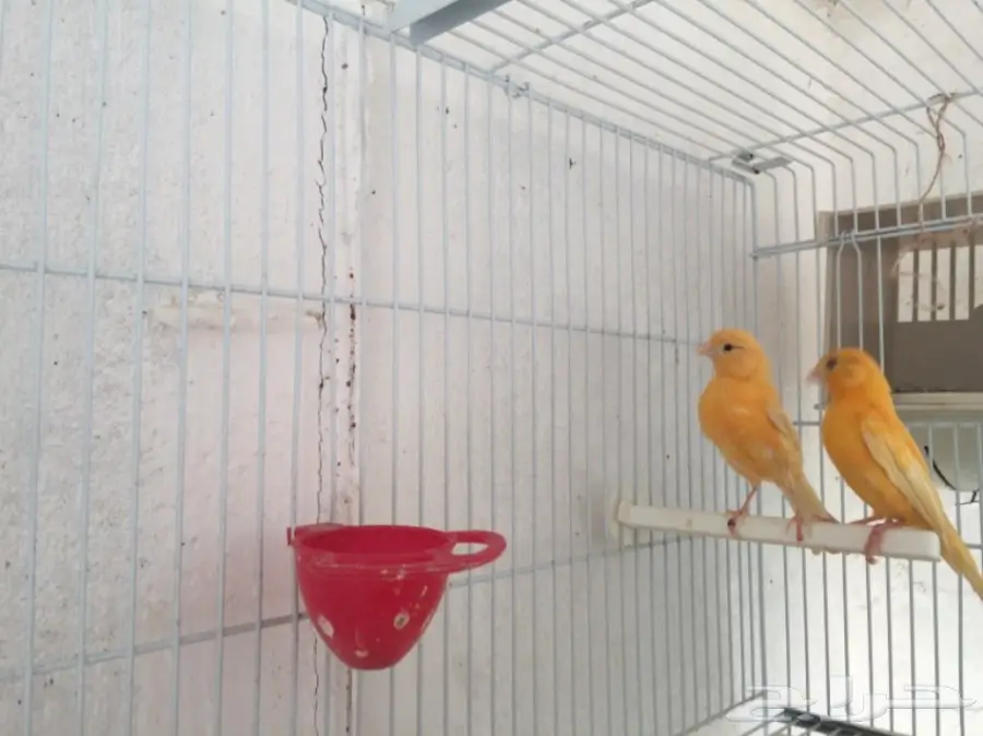 جوزين كناري سوري (image 7)