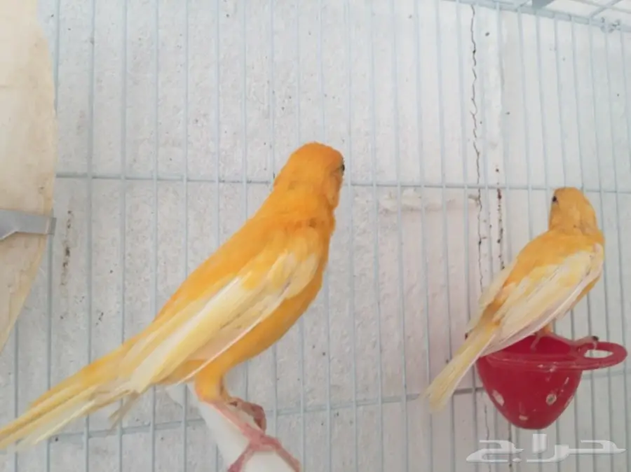 جوزين كناري سوري (image 8)