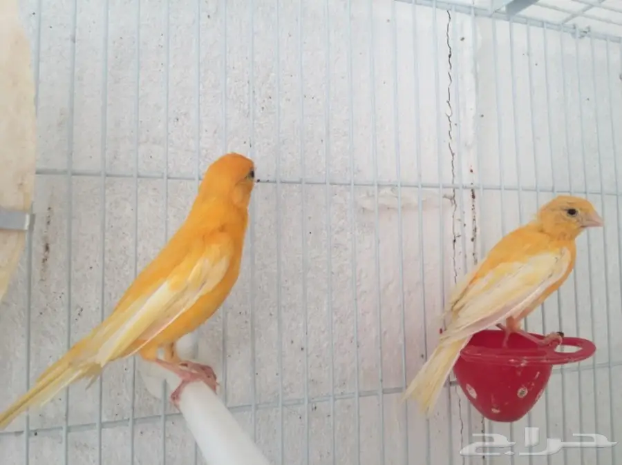 جوزين كناري سوري (image 9)