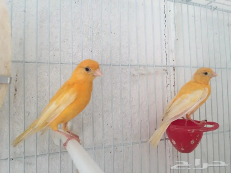 جوزين كناري سوري (image 10)