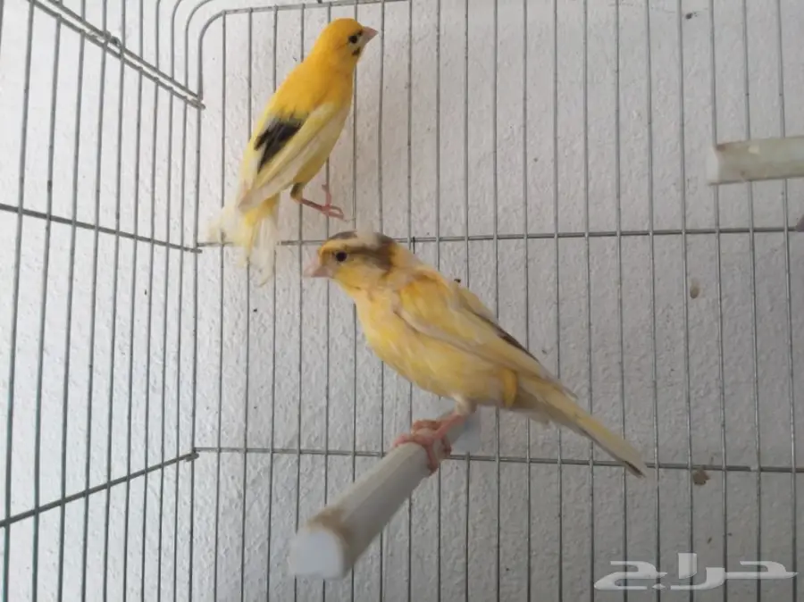 جوزين كناري سوري (image 11)