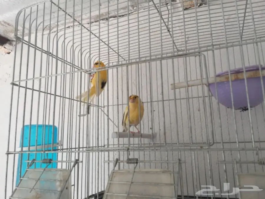 جوزين كناري سوري (image 12)