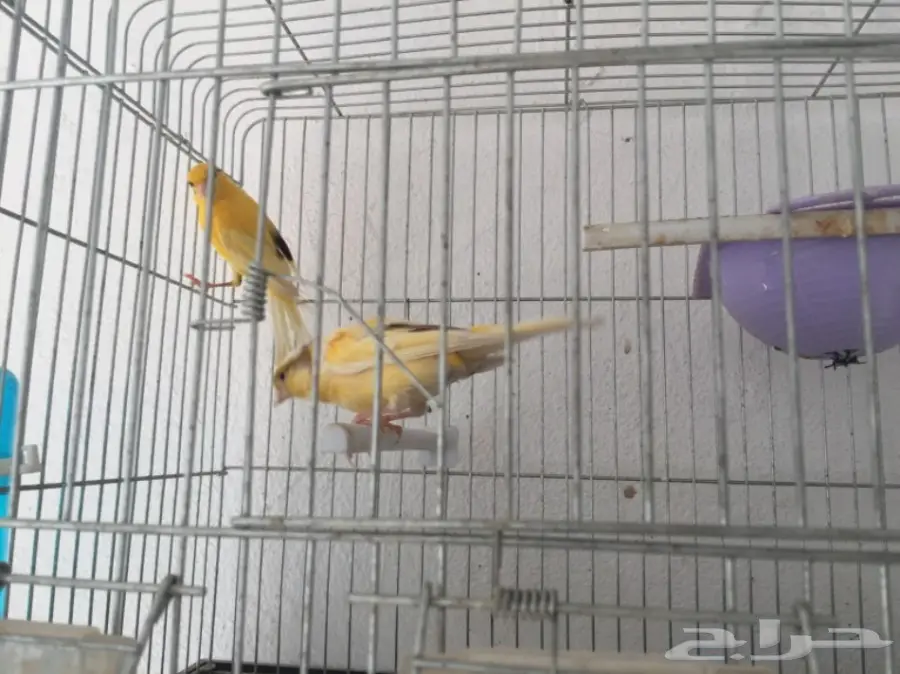 جوزين كناري سوري (image 13)