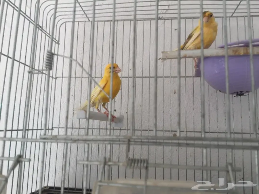 جوزين كناري سوري (image 14)