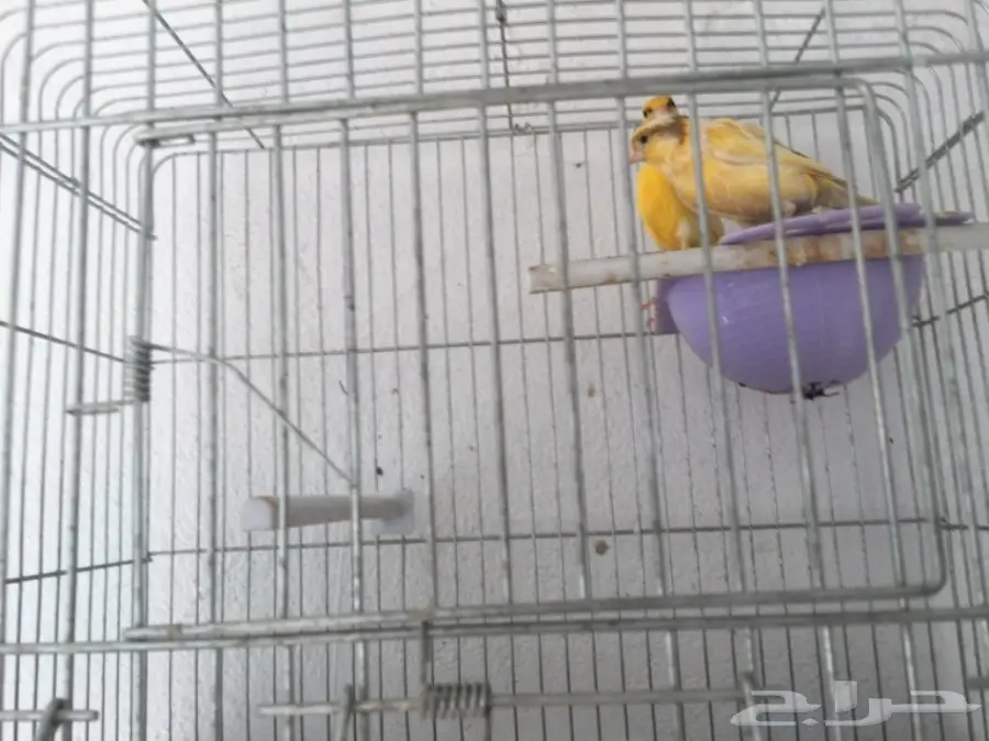 جوزين كناري سوري (image 15)