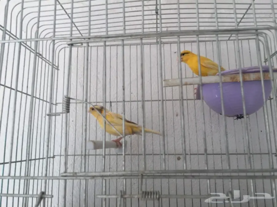 جوزين كناري سوري (image 16)