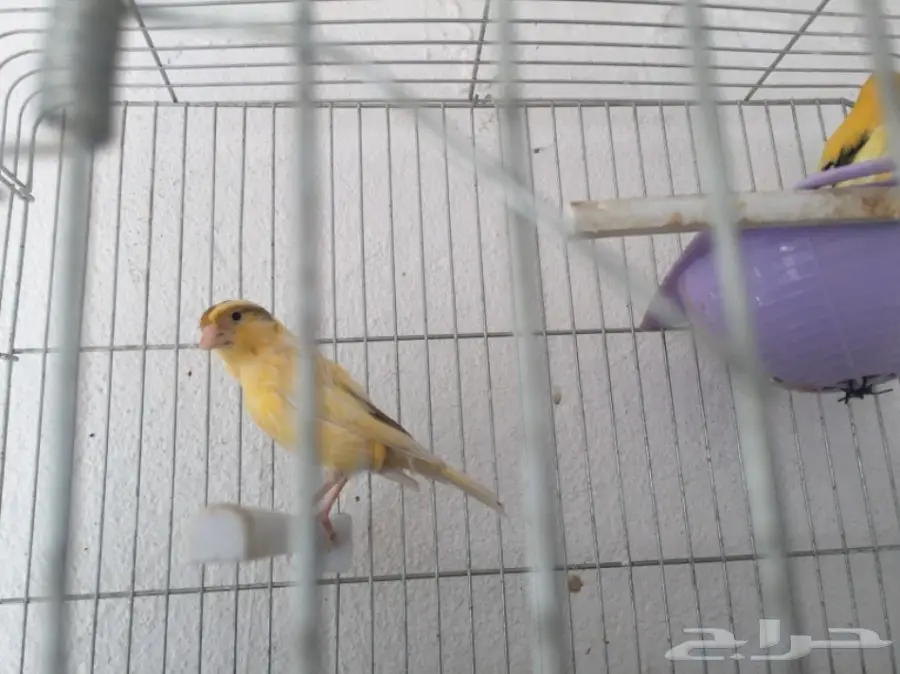 جوزين كناري سوري (image 17)