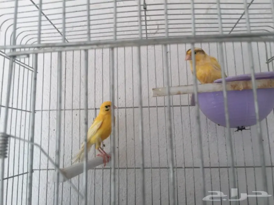 جوزين كناري سوري (image 18)