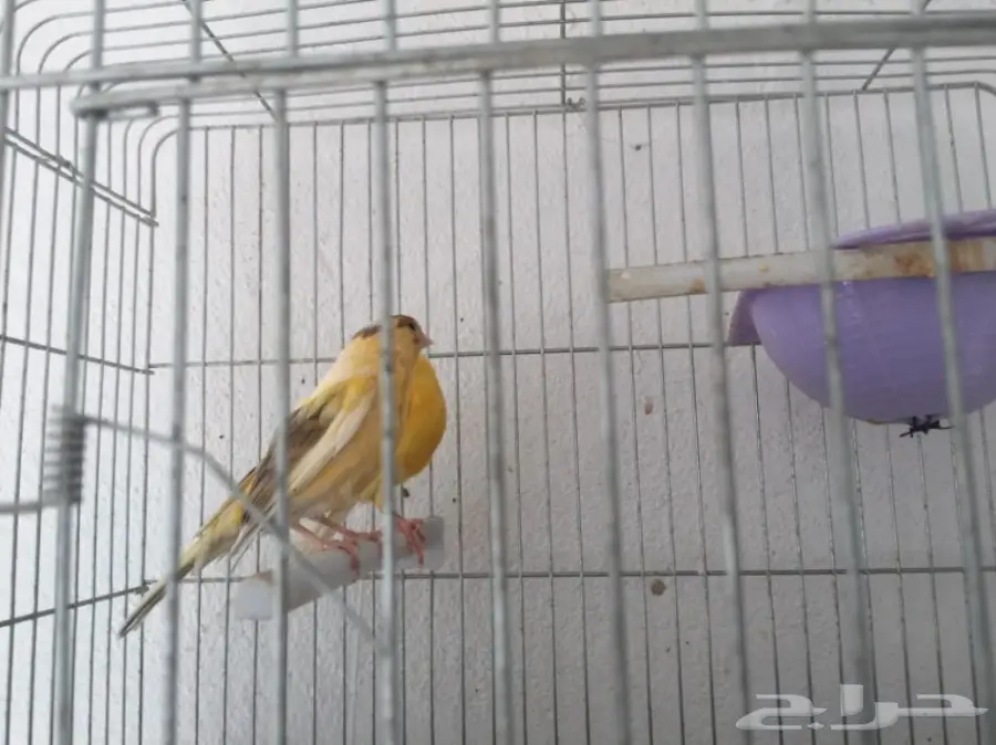 جوزين كناري سوري (image 19)