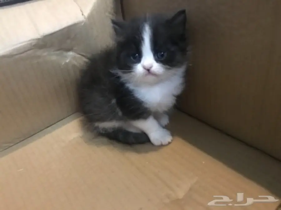 قطط هملايا راغدول اصليه 