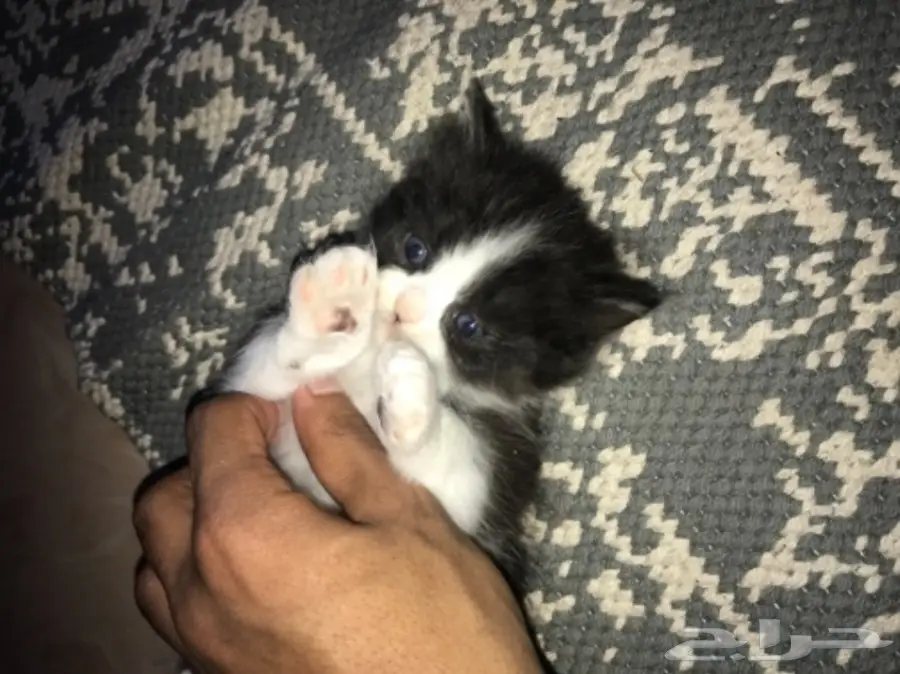 قطط هملايا راغدول اصليه  (image 2)