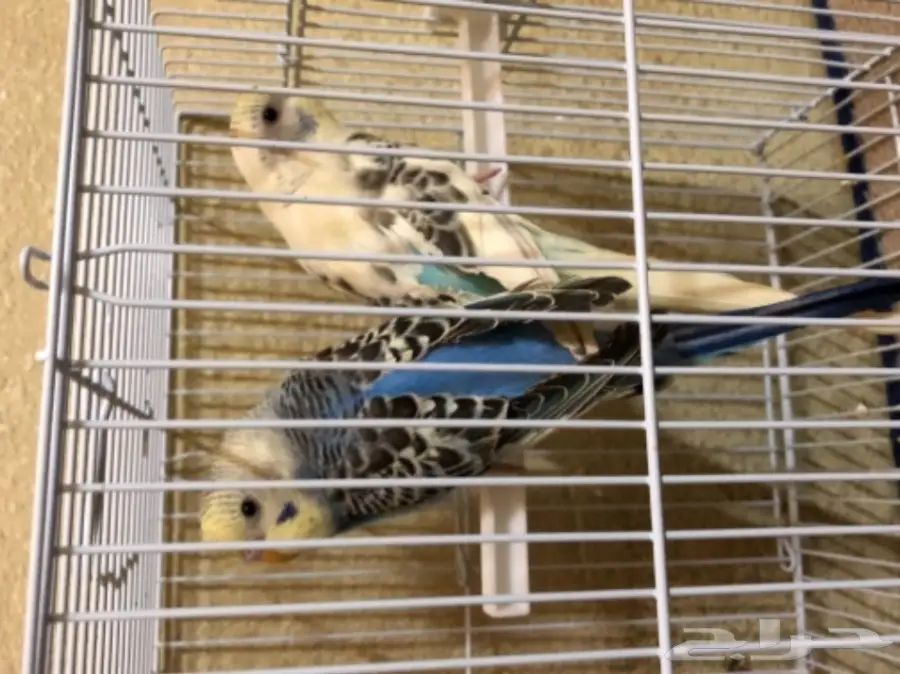 بادجي بالوان مميزه