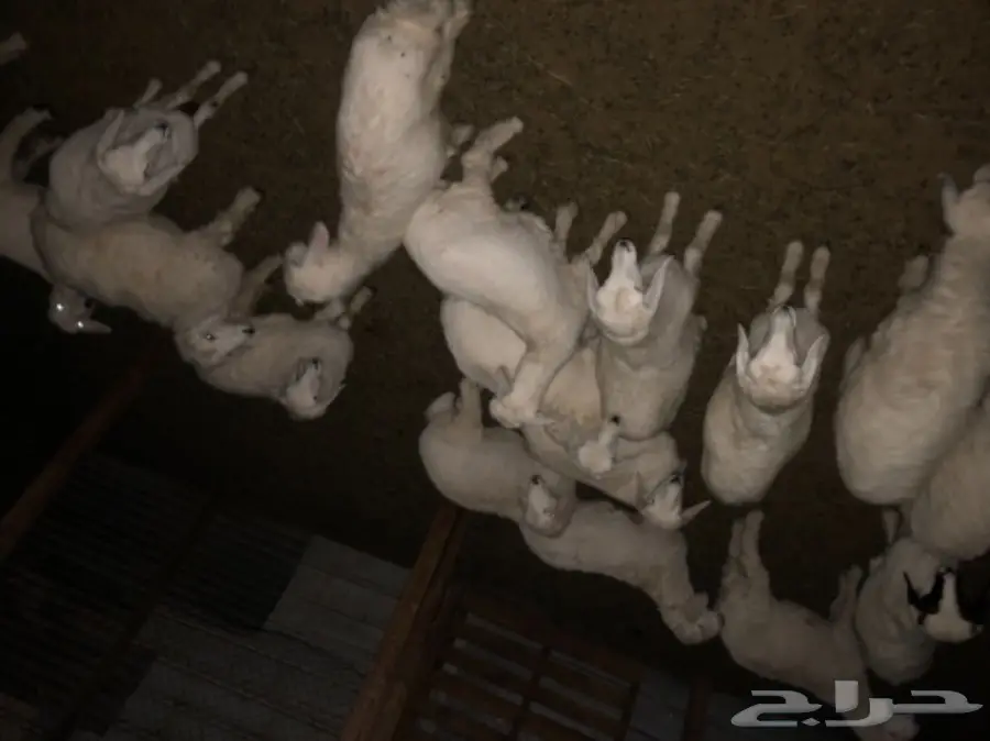 حري لباني (image 1)