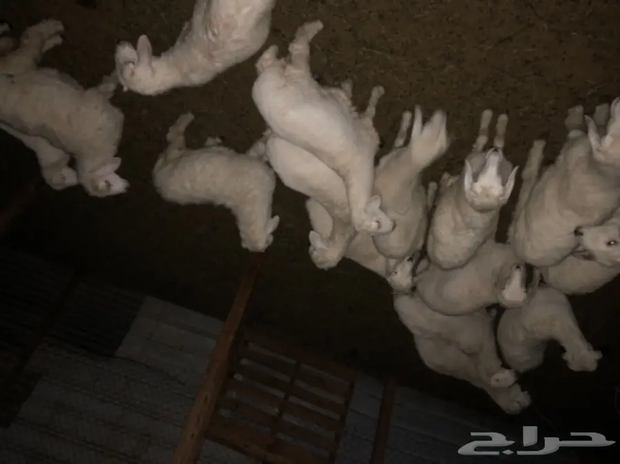 حري لباني (image 2)