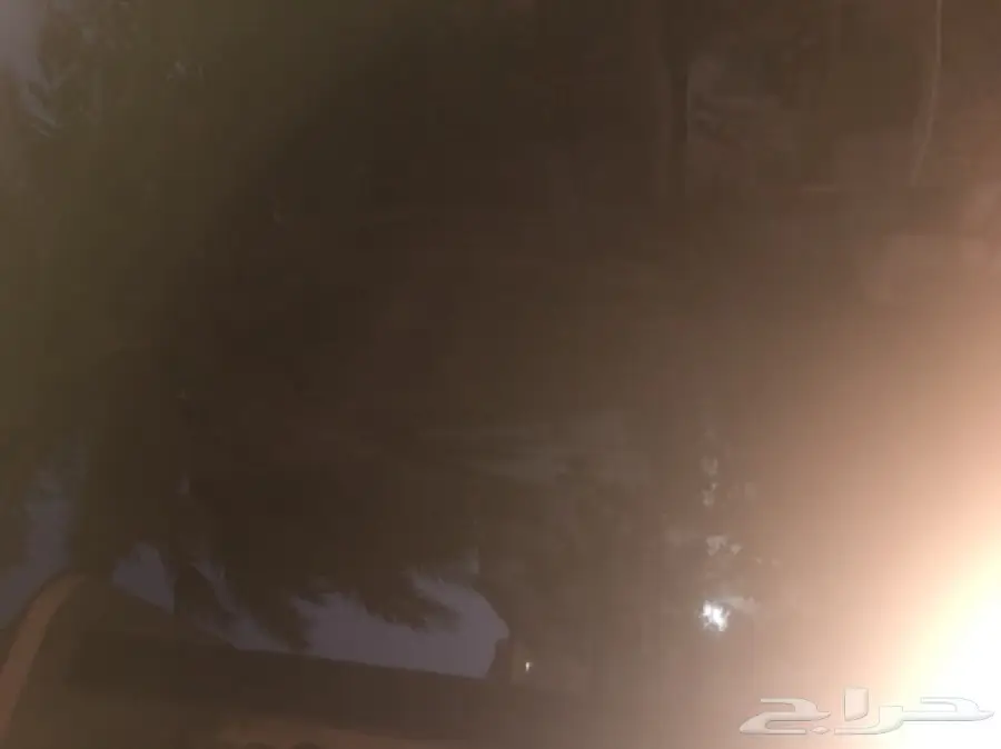 نخله كبيرة للبيع 