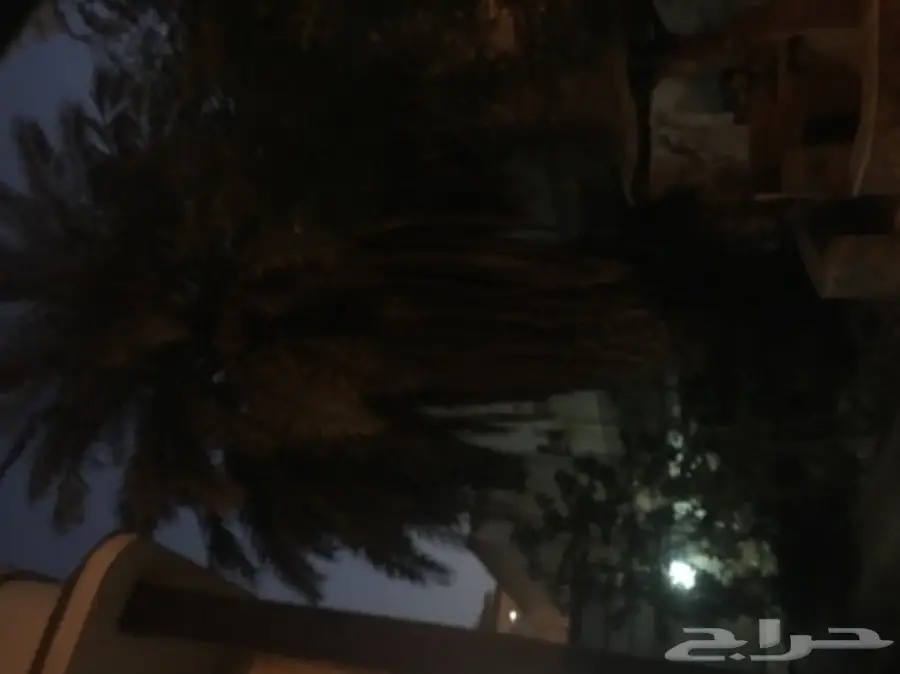 نخله كبيرة للبيع  (image 1)