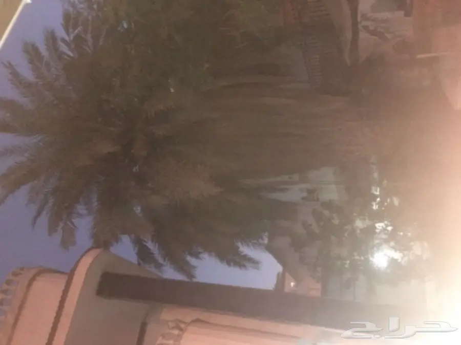 نخله كبيرة للبيع  (image 2)