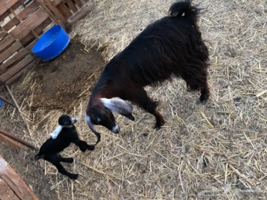 معزا تحتها جفره