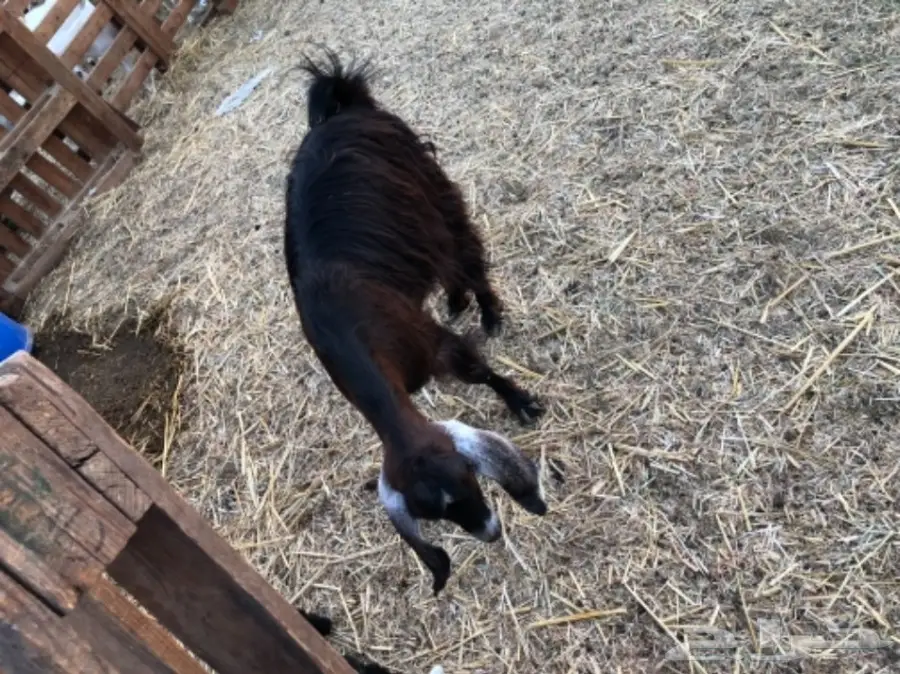 معزا تحتها جفره (image 1)