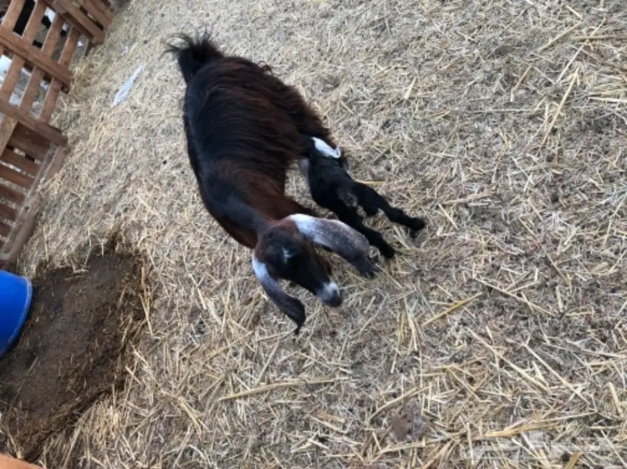 معزا تحتها جفره (image 2)