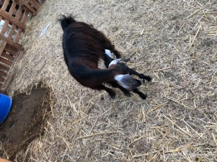 معزا تحتها جفره (image 3)