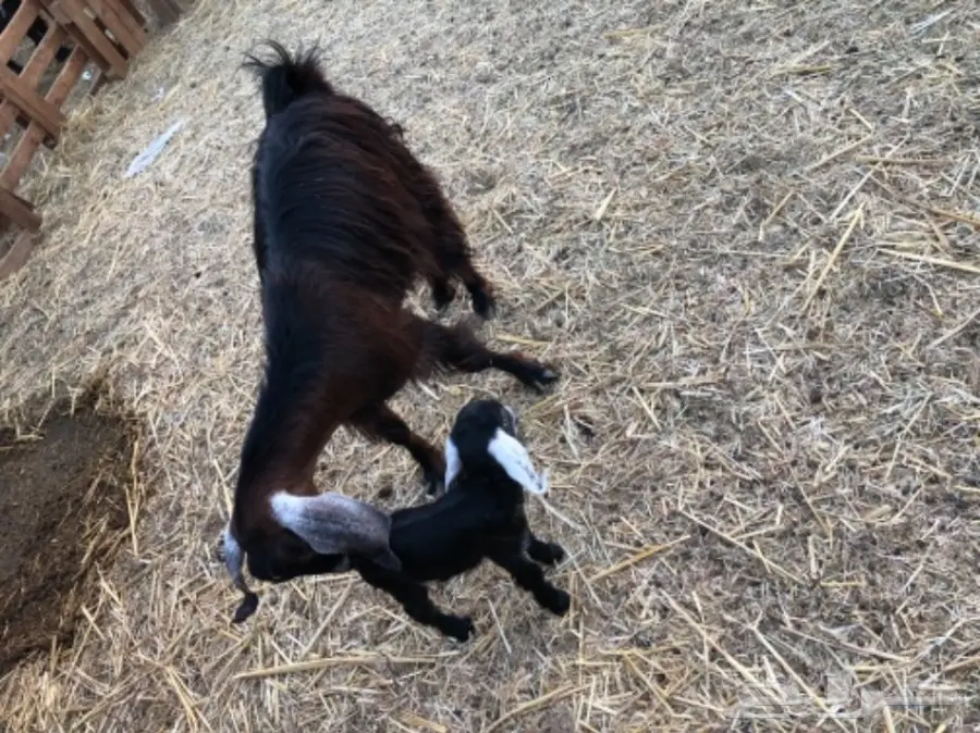 معزا تحتها جفره (image 4)