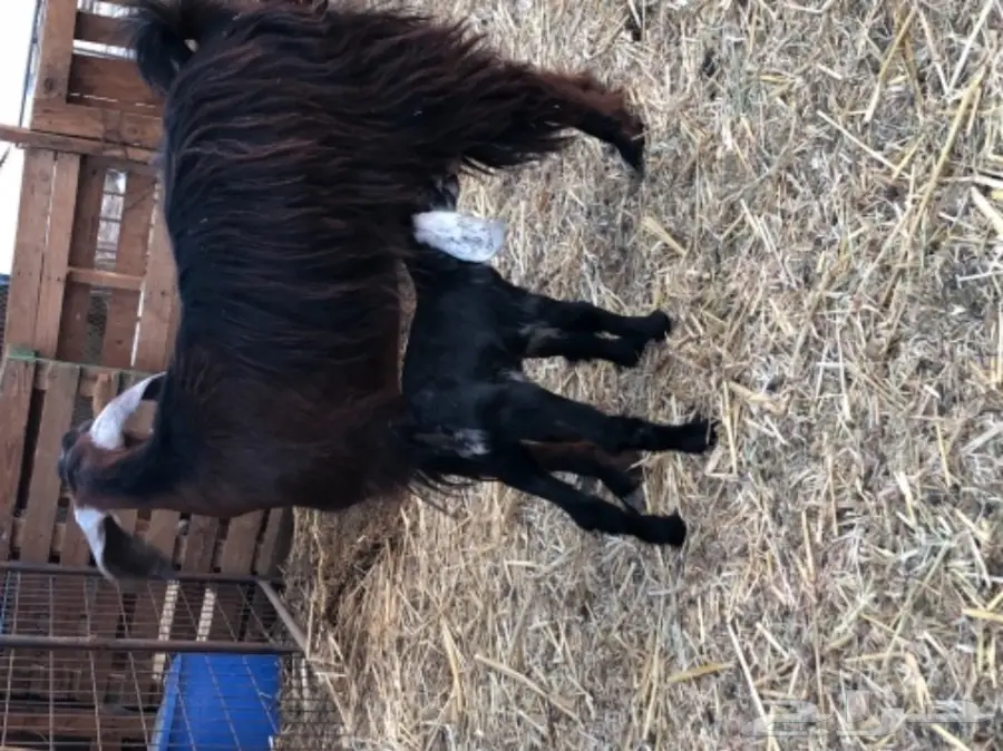 معزا تحتها جفره (image 5)