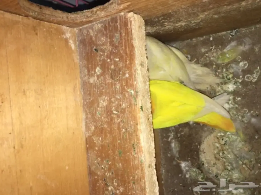 ازواج روز بالدمام 