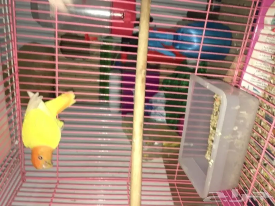 ازواج روز بالدمام  (image 1)