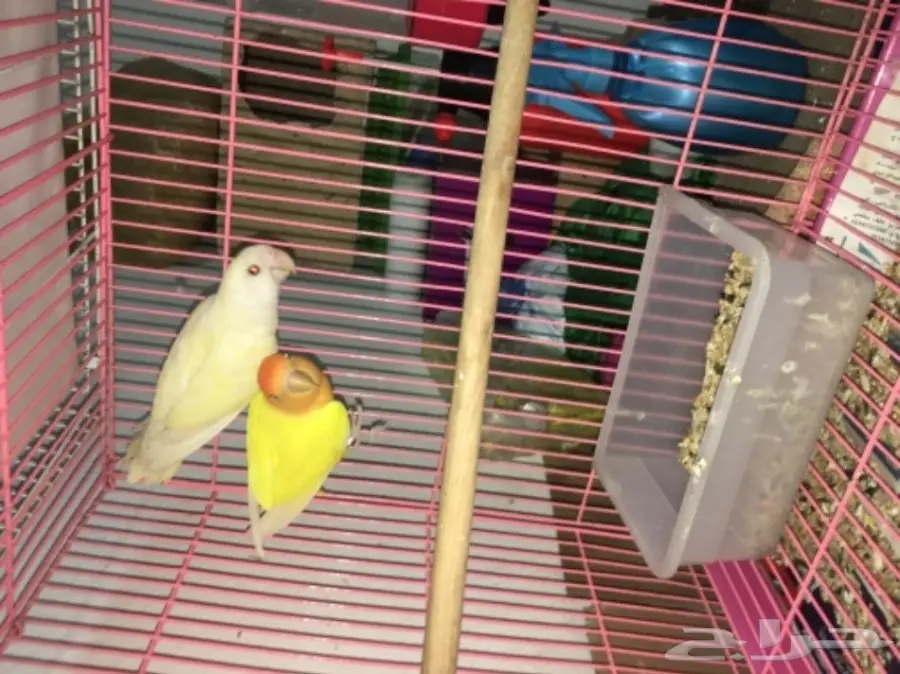 ازواج روز بالدمام  (image 2)