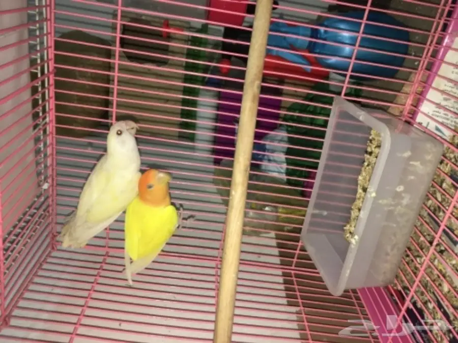 ازواج روز بالدمام  (image 3)