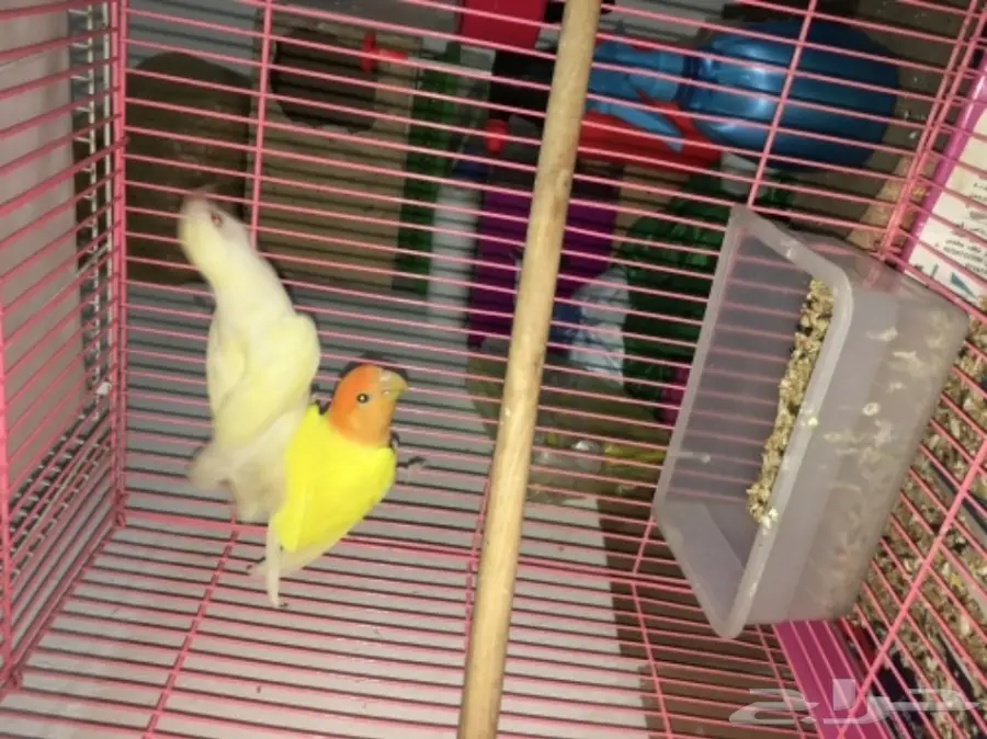 ازواج روز بالدمام  (image 4)