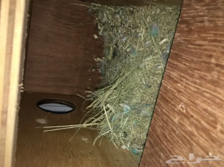 ازواج روز بالدمام  (image 5)