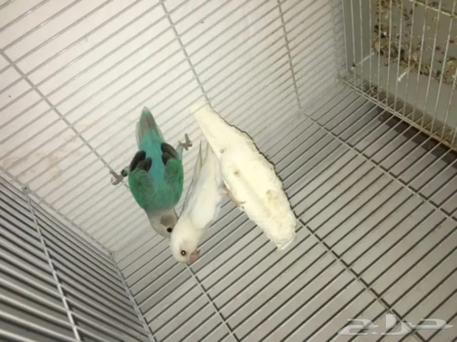 ازواج روز بالدمام  (image 6)