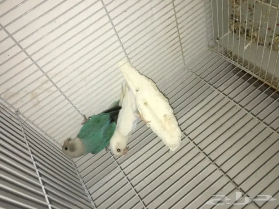 ازواج روز بالدمام  (image 7)