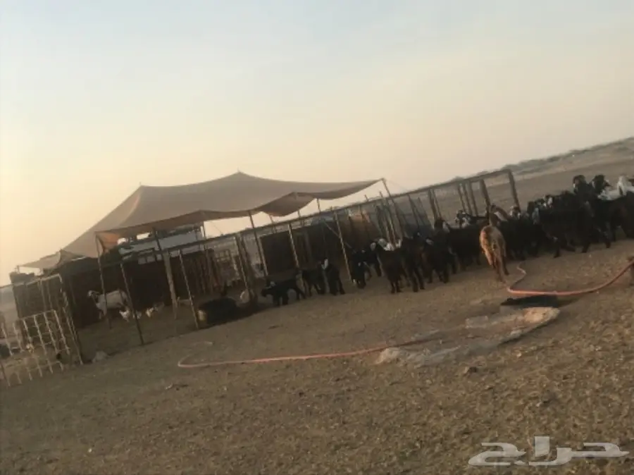 للبيع معزة وضان 