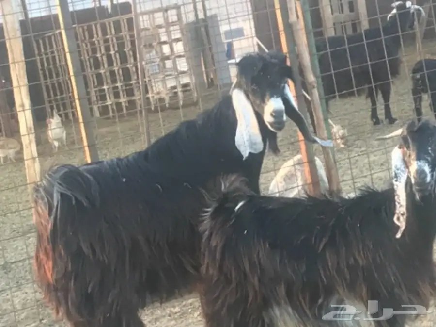 للبيع معزة وضان  (image 1)