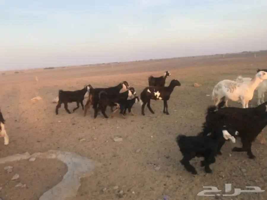 للبيع معزة وضان  (image 2)