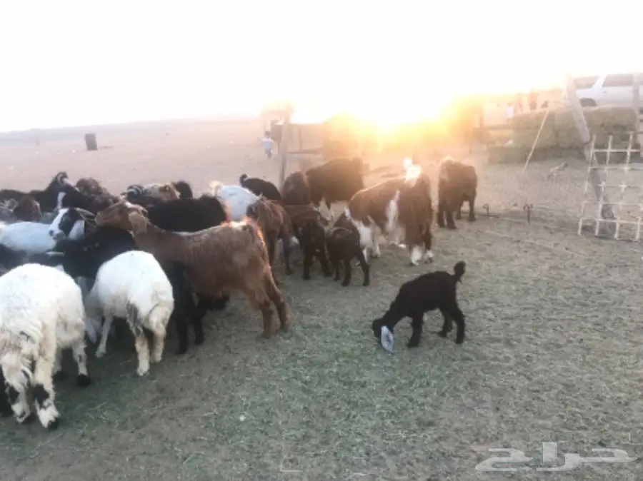 للبيع معزة وضان  (image 3)