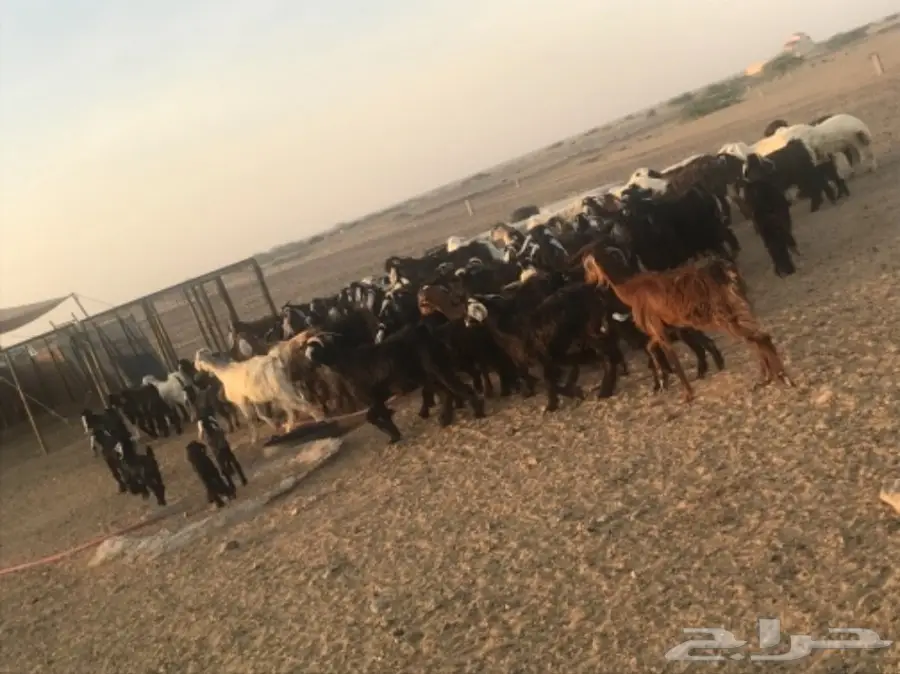 للبيع معزة وضان  (image 4)