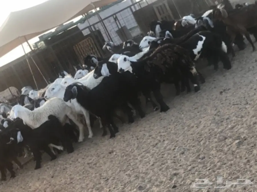 للبيع معزة وضان  (image 5)