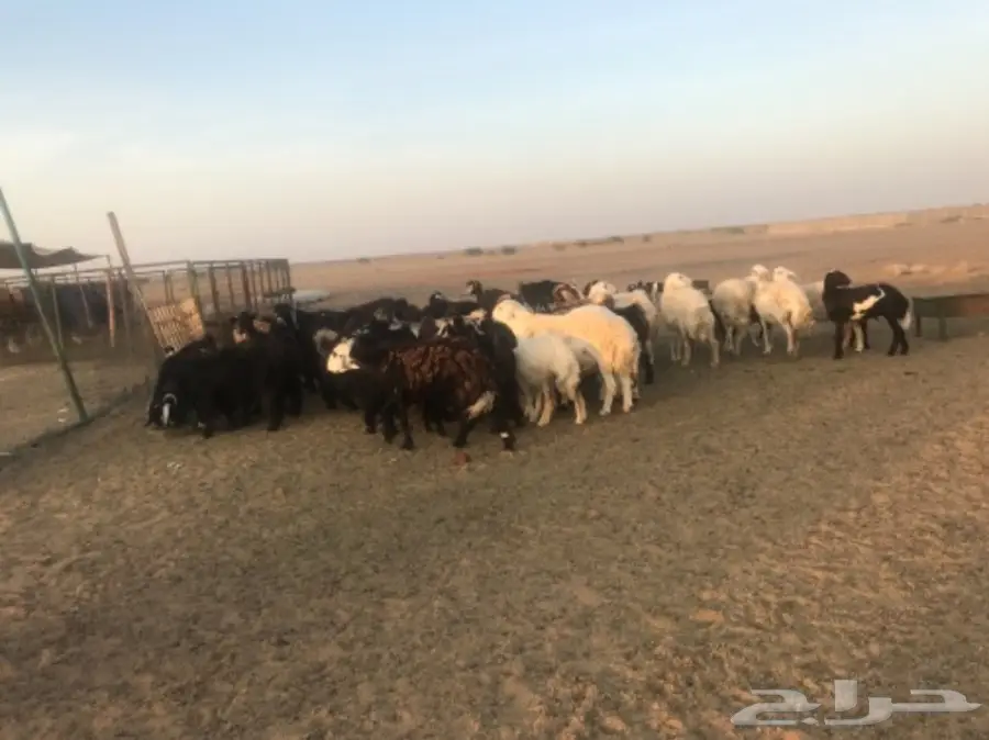 للبيع معزة وضان  (image 6)