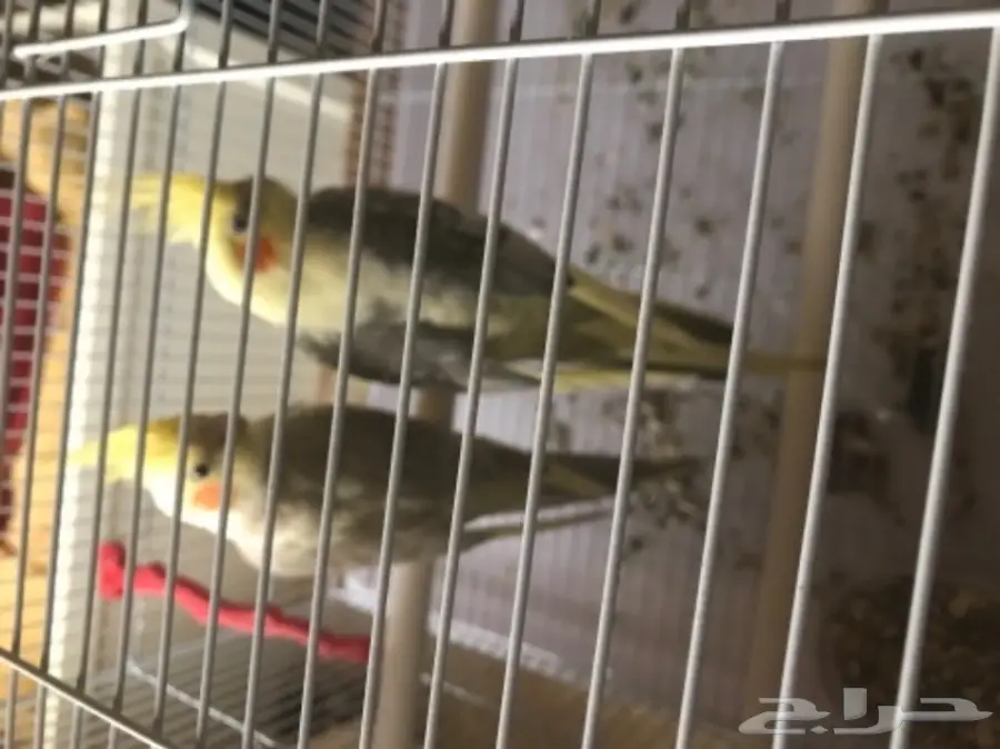 زوج كروان فرصه للمربي (image 2)