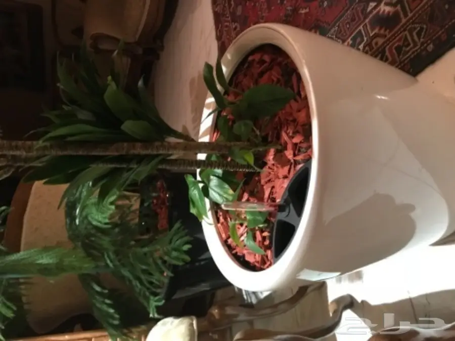 احواض نبات وورود ( ليتشوزا ) 