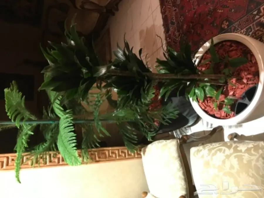 احواض نبات وورود ( ليتشوزا )  (image 1)