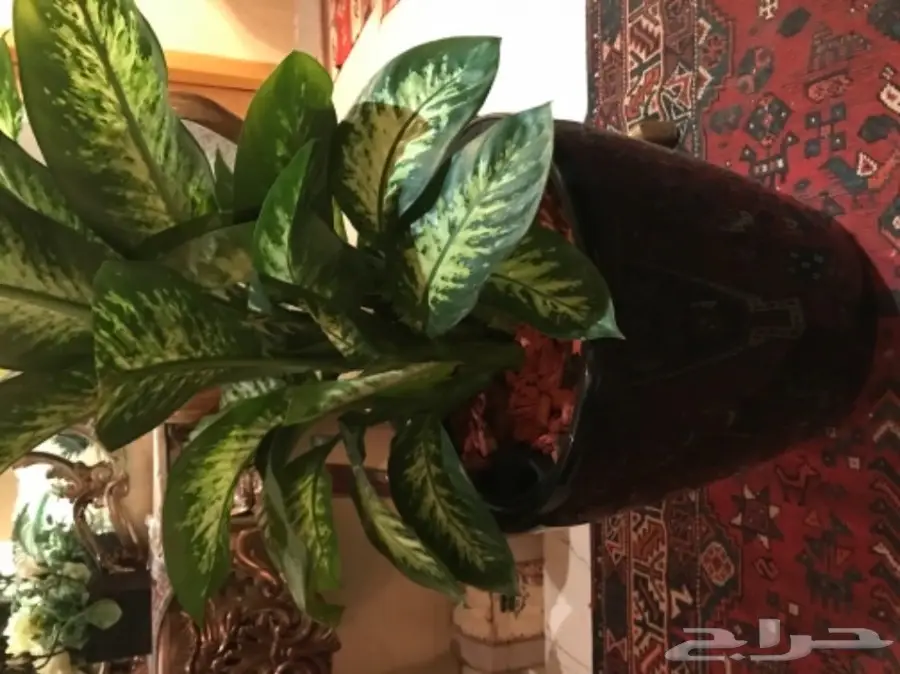 احواض نبات وورود ( ليتشوزا )  (image 2)