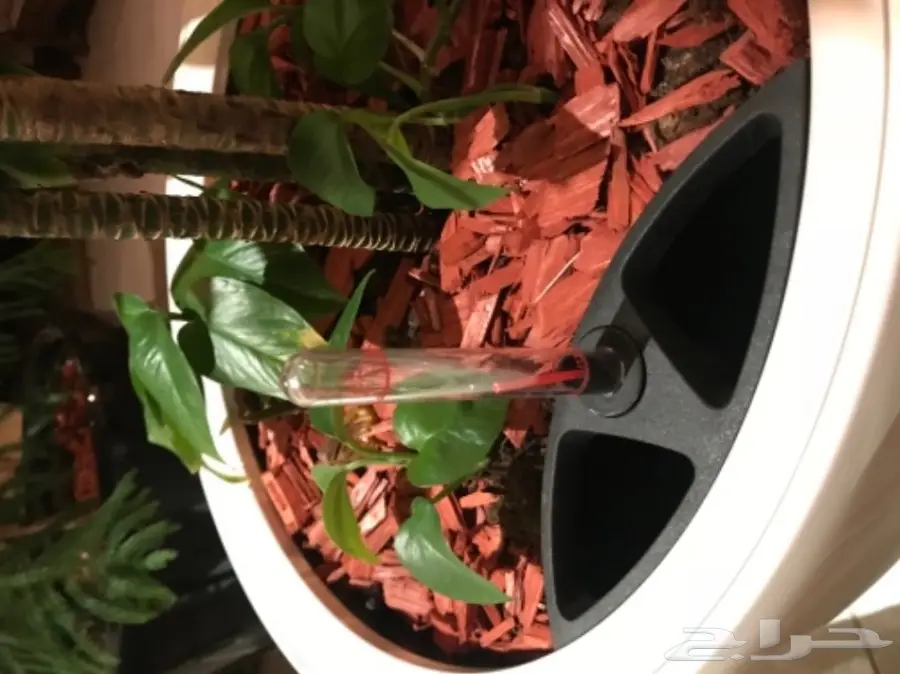 احواض نبات وورود ( ليتشوزا )  (image 4)