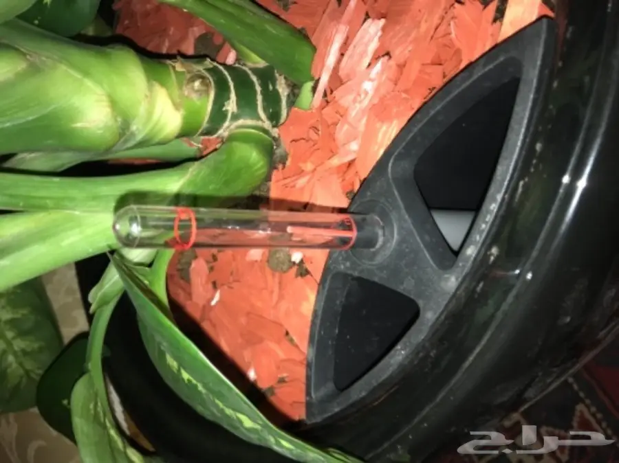 احواض نبات وورود ( ليتشوزا )  (image 5)