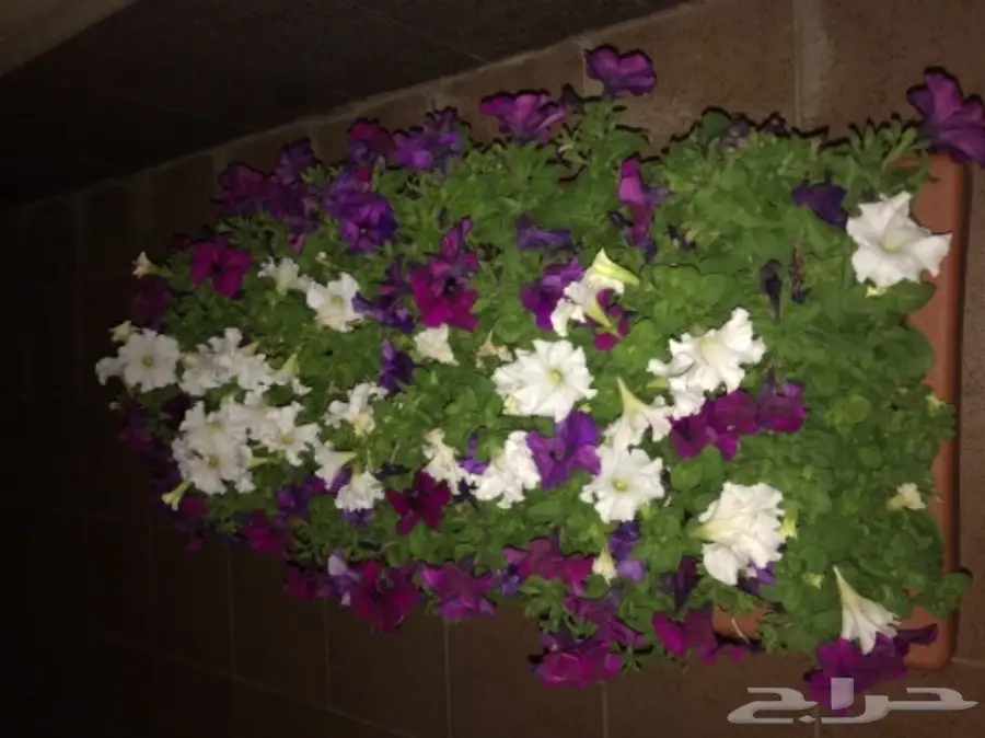 احواض نبات وورود ( ليتشوزا )  (image 6)